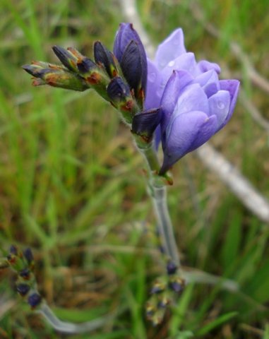 Babiana bainesii young inflorescence